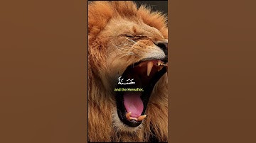 #اكسبلور #الرحمن #حالات_واتس #المصحف #elmulquranعلم #لايك #تيك_توك #دويتو #هشتاق قران كريم راحة نفسي