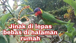 Nuri dora jinak pandai bersiul