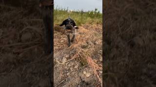 German Wirehaired Pointer Puppy Hilda Repping post 2023 Mississippi Dove Season Opener