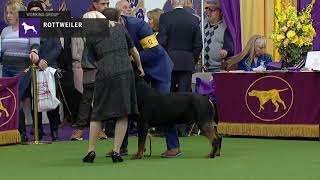 Rottweilers | Breed Judging 2019