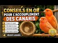 Conseils en or pour l'accouplement des canaris pour les débutants نصائح من ذهب لتزاوج الكناري للمبتد