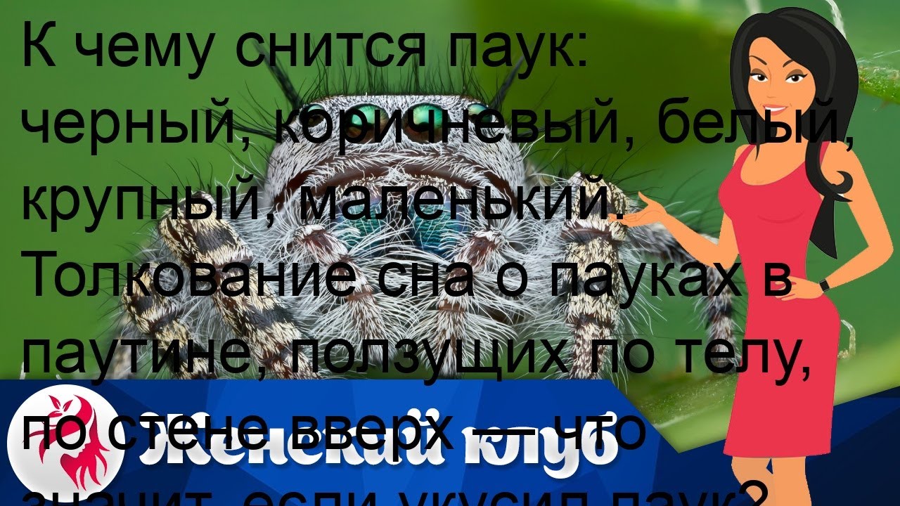 К чему снится паук: черный, коричневый, белый, крупный, маленький. Толкование сна о пауках в паути.