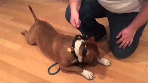 Multi Function Leash