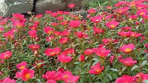 Charlie Mailap Class 588-2019