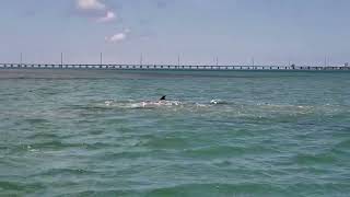 It's Sharks? No, Please No. by Scarlet Colley Dolphinwhisper 72 views 2 years ago 52 seconds