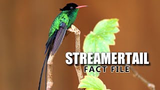 Streamertail Facts: the DOCTOR Bird 🥼 Animal Fact Files