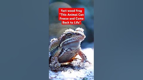 This Animal Can Freeze and Come Back to Life #facts