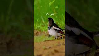 سبحان الله وبحمده عدد خلقه ورضا نفسه وزنه عرشه ومداد كلماته | اذكار
