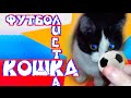 Кошка-футболистка