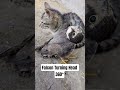 Falcon Vs Funny Kitty 🐈🦅|| Both Are Very Serious On Each Others #shorts #cat #fakcon #animals