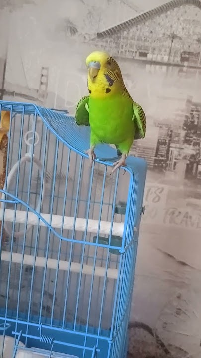 попугай хочет по лететь #рек #рекомендации #попугай #мем - YouTube