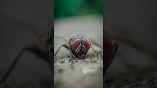 My Macro Photographs | Macro photography | Joseph J | macro editing |
