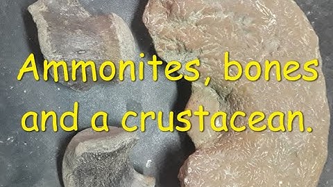 NSR fossils and more fossils - 8