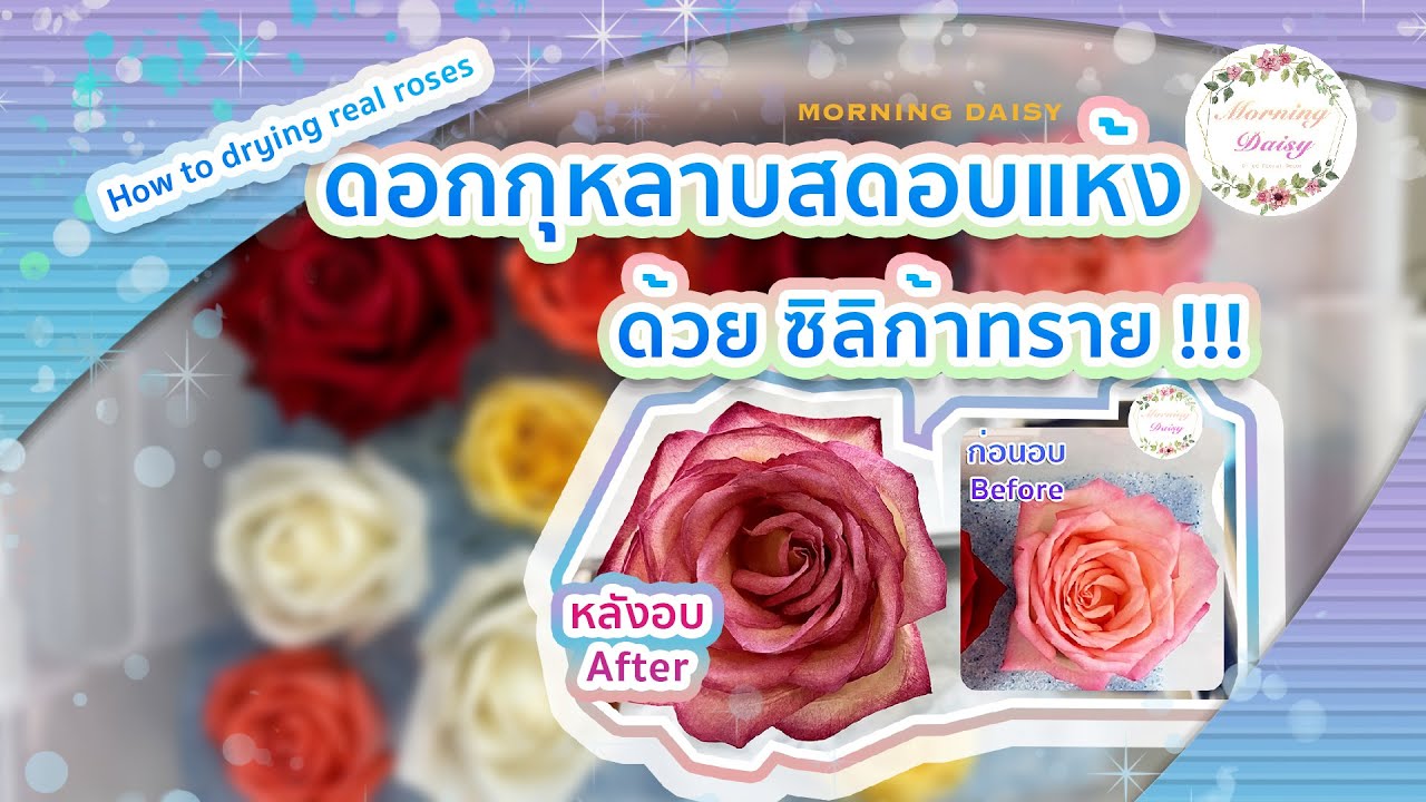 ดอกกุหลาบสดอบแห้ง ด้วยซิลิก้าทรายในการทำให้แห้ง  How to drying real roese with silica sand