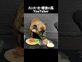 【大食い犬ASMR】パパの手作りハンバーガーを豪快に爆食いする愛犬 MUKBANG Dog eats raw meat bones　#shorts