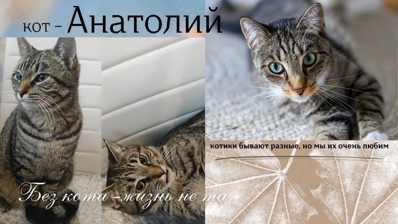 Кот Анатолий -наш пушистый философ