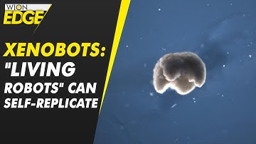 Xenobots represent new form of biological reproduction | WION Edge