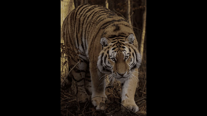 Kom helt tæt på tigerne i Knuthenborg
