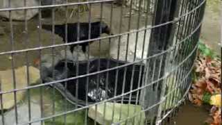 Potter Park Zoo Raven enrichment: 10/26/13