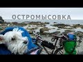 Велопоход с собакой. 05.07.2017