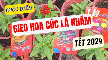 Thời điểm gieo hoa cúc lá nhám tết 2024