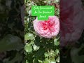 24054  pink roses bloom in my garden