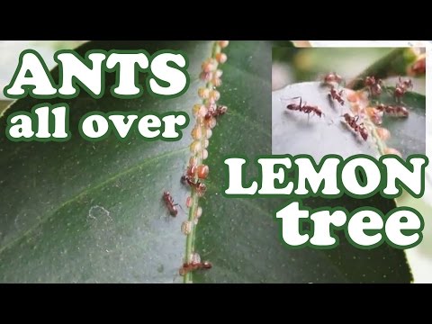 red-fire-ants-army-in-lemon-citrus-tree-eating-aphids-fungus---insects-ant-bug-pest-control-killer