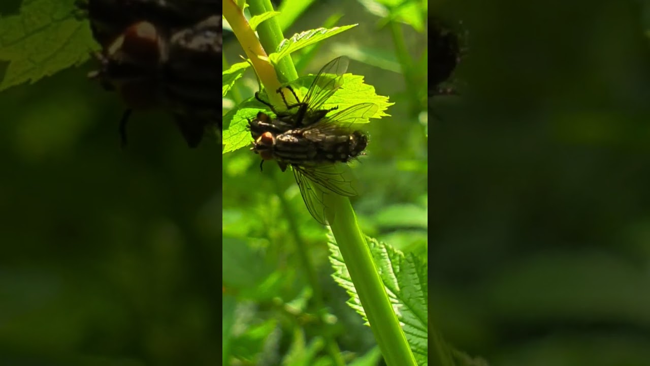 Серая мясная муха.Sarcophaga carnaria муха и их личинки, как известно, поедают гниющие  экскременты