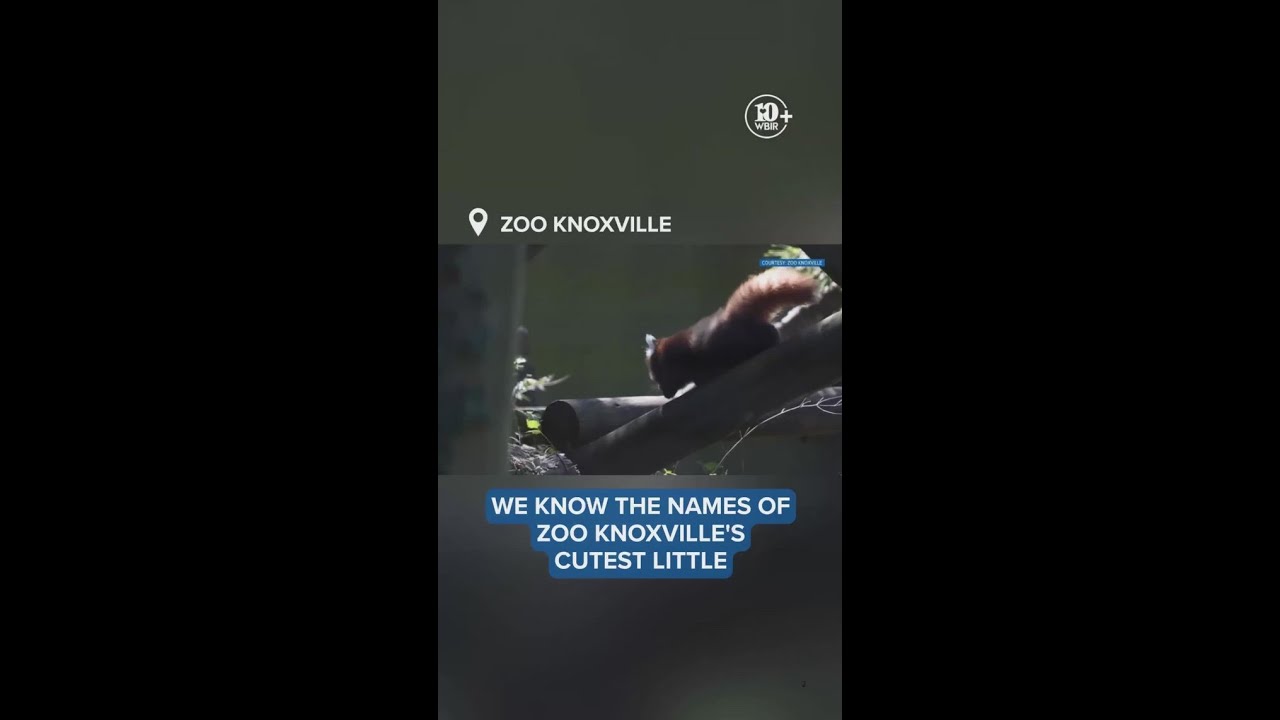 Zoo Knoxville announces names of new red pandas - YouTube