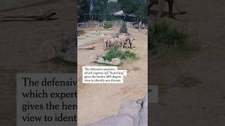 Elephants Huddle To Protect Their Young During Earthquake