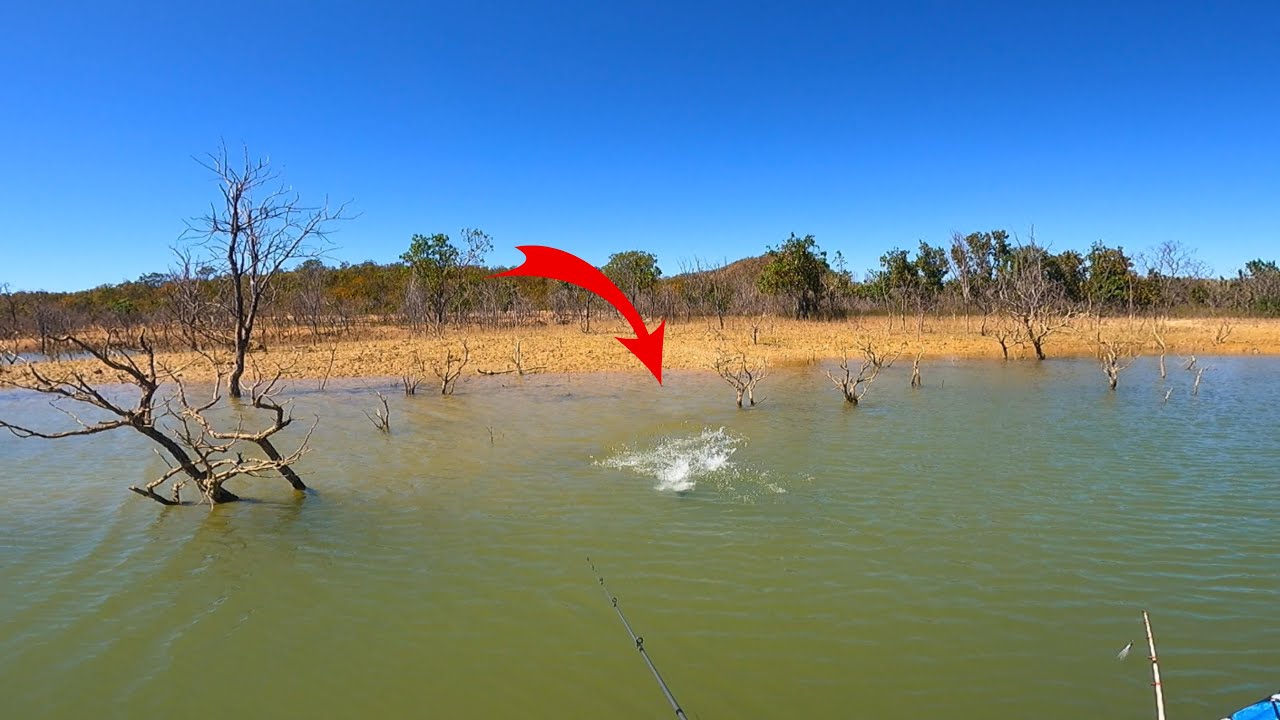 SERRA DA MESA CARDUME DE AZULÕES NO RASEIRO