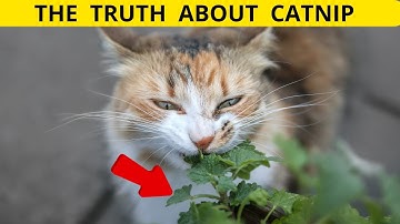 Catnip Craze: The Science Behind Your Cat