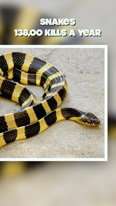 top-three-animals-that-kill-the-most-humans-a-year-youtube