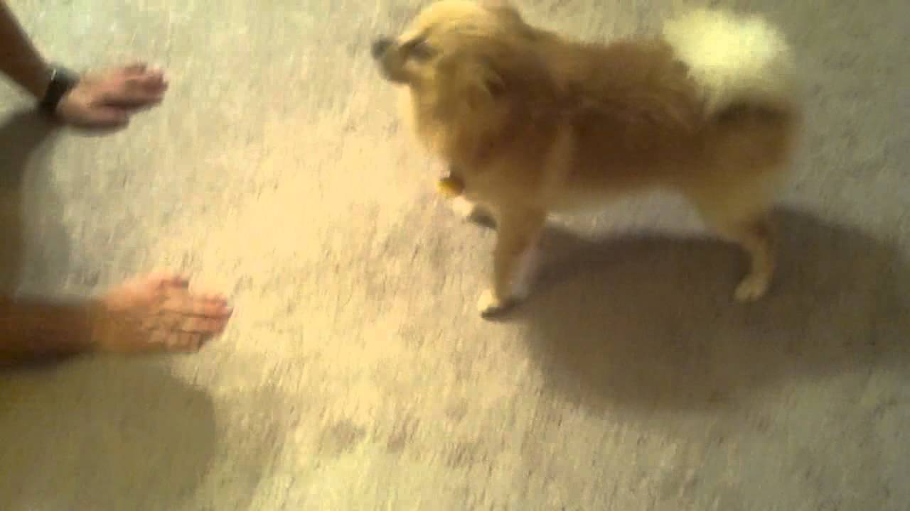 Pomeranian Guard dog..having fun.. YouTube