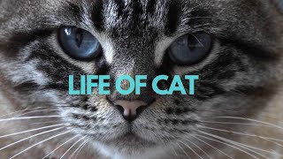 Life of Cat - A Short Film