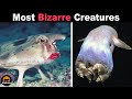 10 Most Bizarre Creatures You&#39;ve Never Heard Of