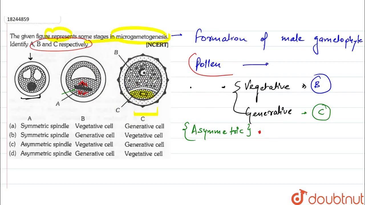 What is the function of germ pore YouTube