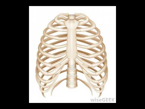 What Are the Components of the Skeletal System - YouTube