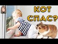 СЛУЧАИ, КОГДА КОТ СПАС