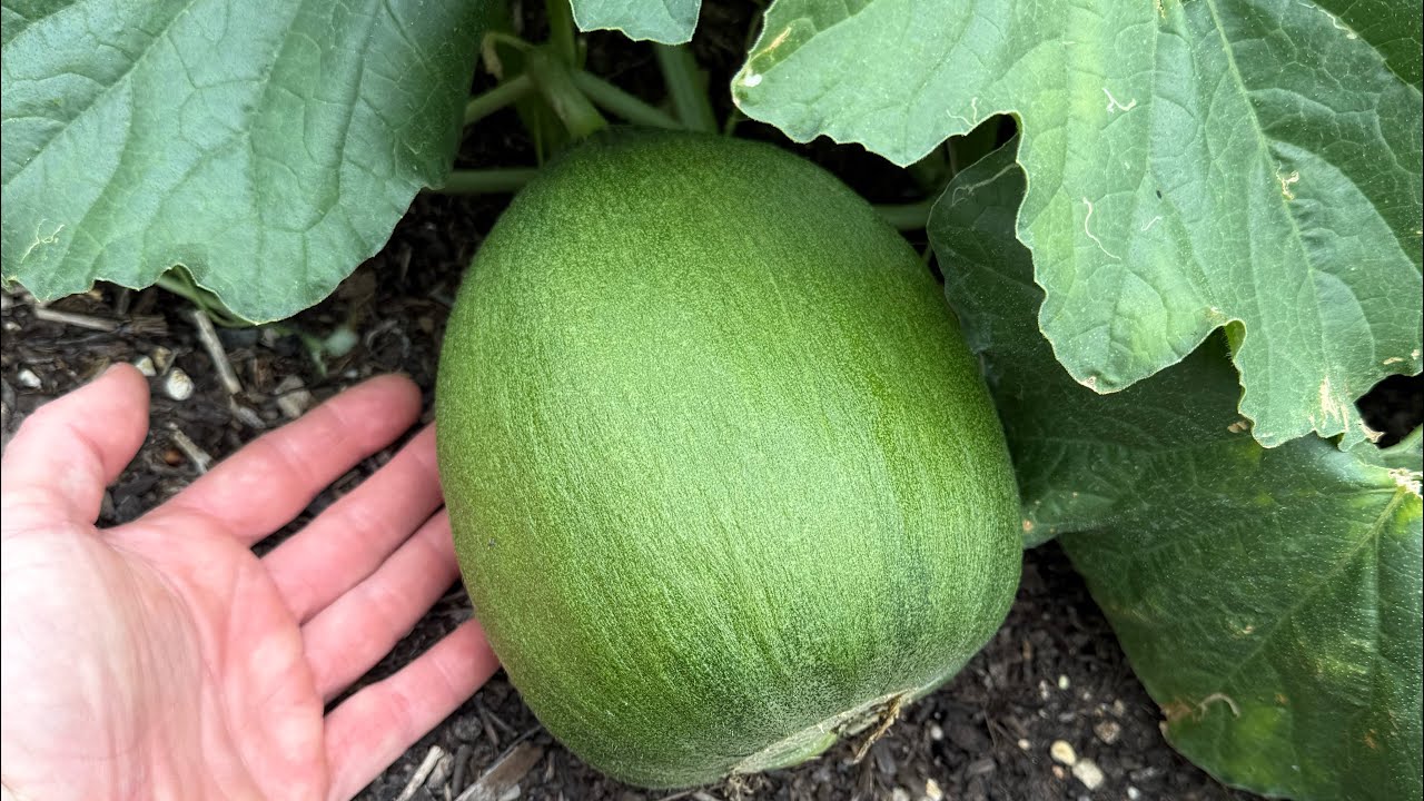 Watermelon, tomatoes and peppers ready for harvest!