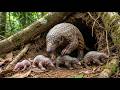 The Pangolin (Manis javanica): 120 Days From Birth to Armored Mammal – Full Life Cycle Documentary