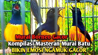 Murai Borneo Gacor ‼️‼️ Kompilasi Masteran Murai Batu BIKIN EMOSI NGAMUK GACOR / Murai Ribut Utama