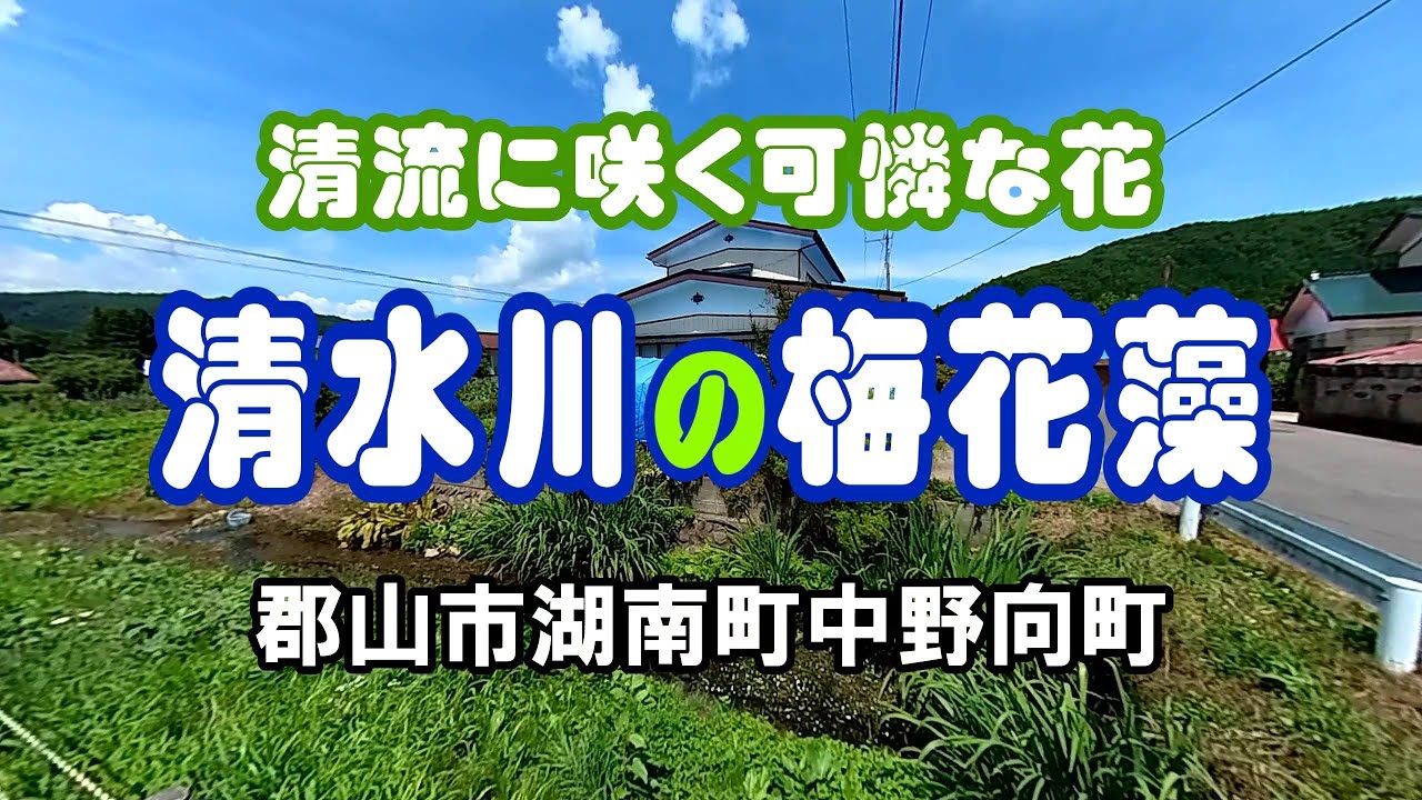 【景勝地】清流に咲く可憐な花 清水川の梅花藻 郡山市湖南町中野向町 Youtube 