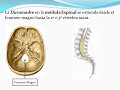 Meninges