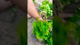 #funny #comedy #vlog #song #bhojpuri #life #trendingshorts #youtubeshorts #trending