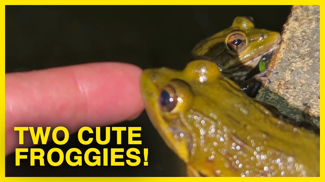 How CUTE are these Two Froggies? - YouTube