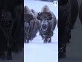 Musk ox (కస్తూరి ఏద్దు) #facts #animals #shortvideo #wildlife #viral #amazingfacts