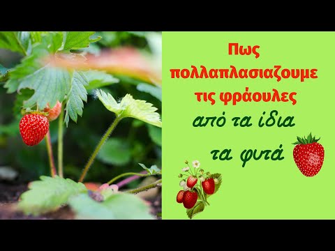 Βίντεο: Πολλαπλασιασμός φράουλας με δρομείς φυτών φράουλας