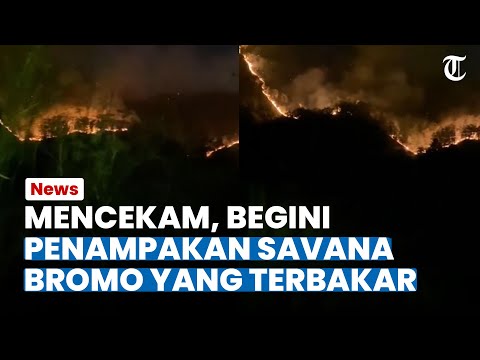 Penampakan Kebakaran Savana Bromo, Api Baru Padam Dua Hari Kemudian