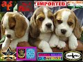  amazing quality top class pedigreed a1 beagle puppies  ats kennel  